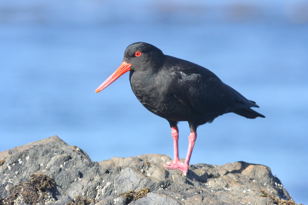 Variable Oystercatcher - george parker