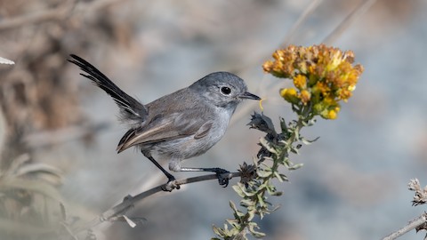 California Gnatcatcher