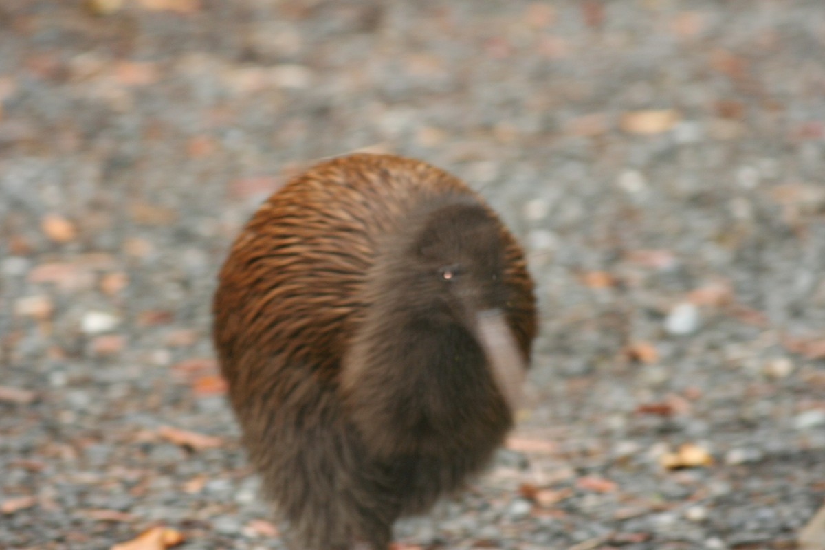 Southern Brown Kiwi (Stewart I.) - george parker