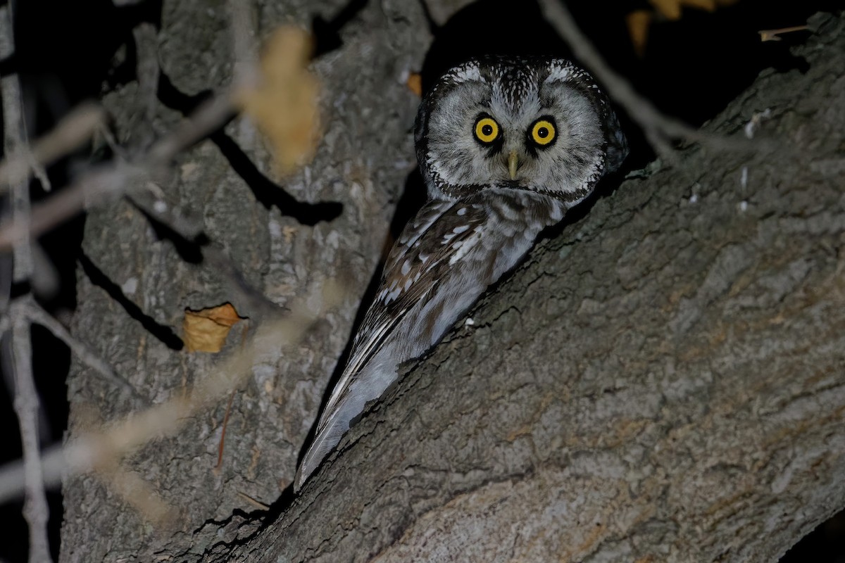 Boreal Owl (Tengmalm's) - ML186534471