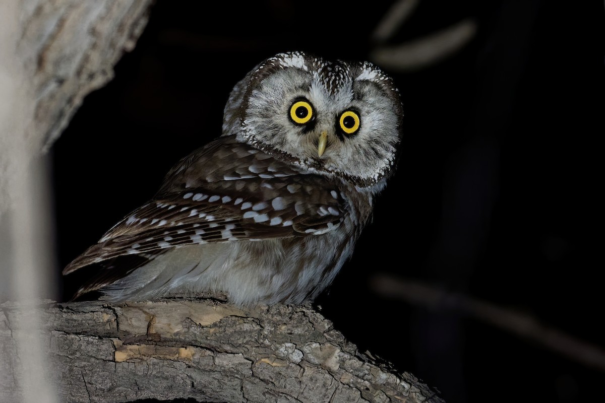 Boreal Owl (Tengmalm's) - ML186534671