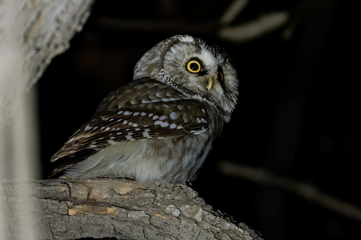 Boreal Owl (Tengmalm's) - ML186534681