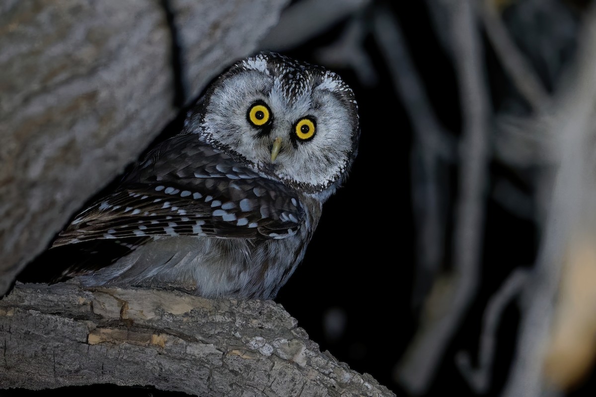 Boreal Owl (Tengmalm's) - ML186534711