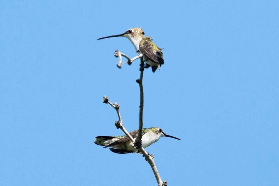 Black-chinned Hummingbird - matthew jensen