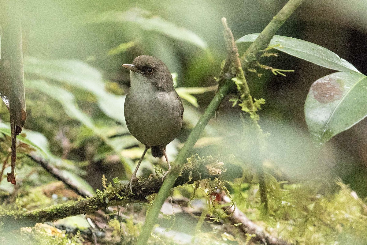 Mountain Mouse-Warbler - ML186535281