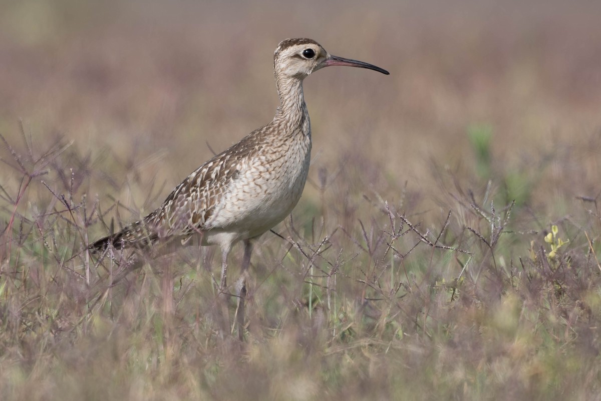Little Curlew - ML186537931