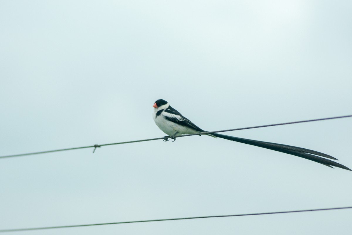 Pin-tailed Whydah - ML186540101