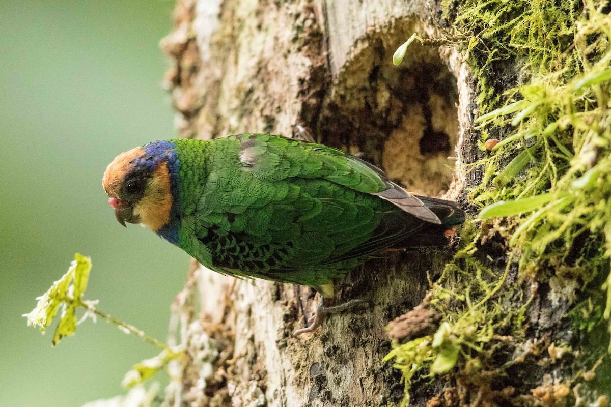 Red-breasted Pygmy-Parrot - ML186540261