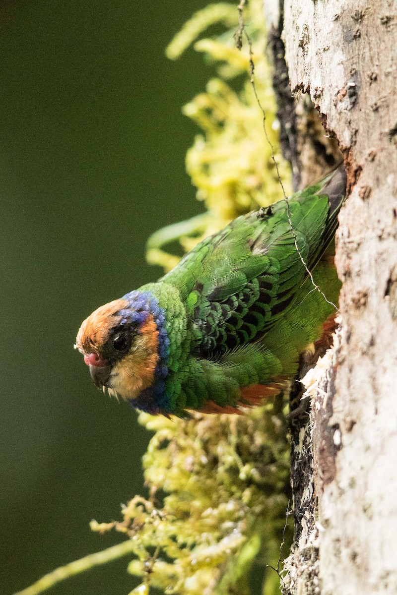 Red-breasted Pygmy-Parrot - ML186540271