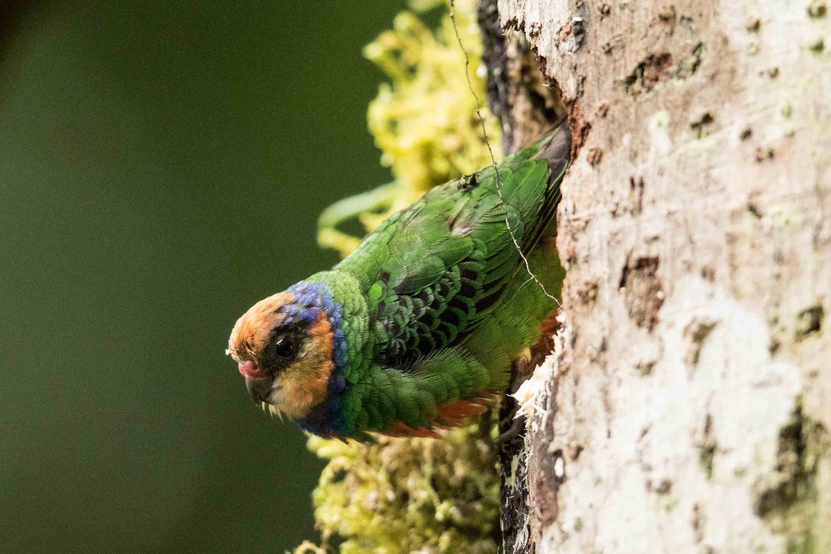 Red-breasted Pygmy-Parrot - Eric VanderWerf