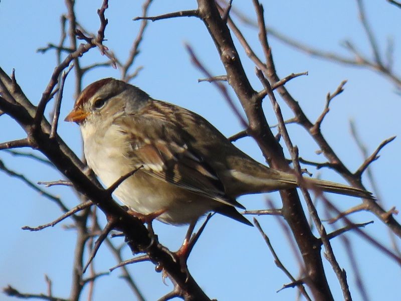 White-crowned Sparrow - Tracy The Birder