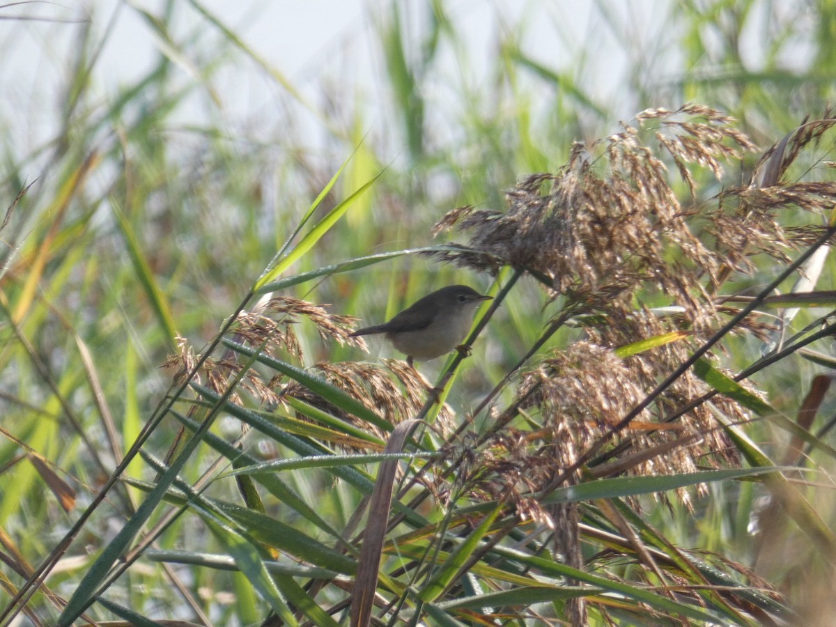 Common Reed Warbler - Bárbara Morais