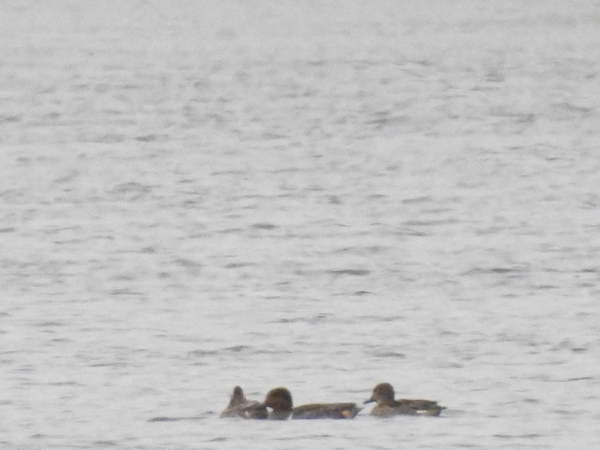 eBird Checklist 7 Nov 2019 Hadley Cove 27 species