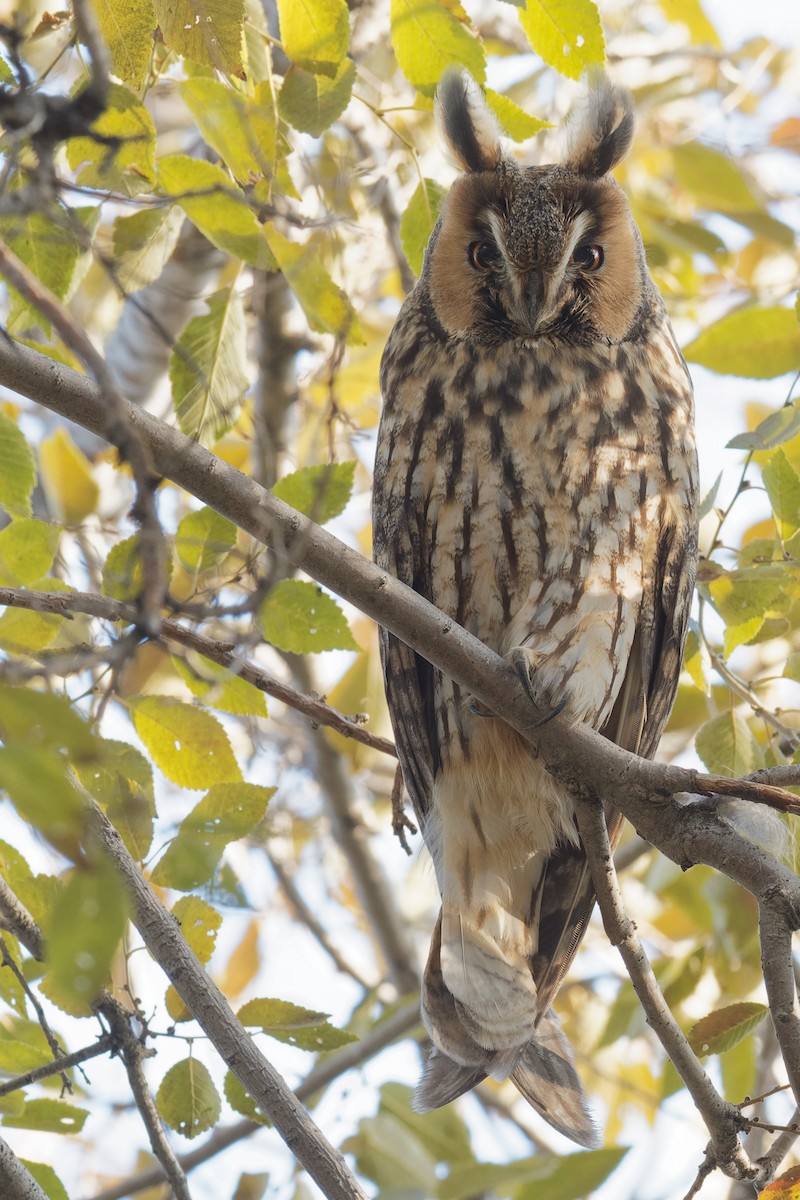 Long-eared Owl - ML186556351