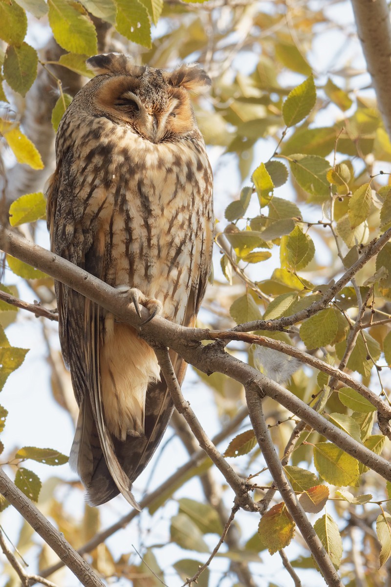 Long-eared Owl - ML186556361