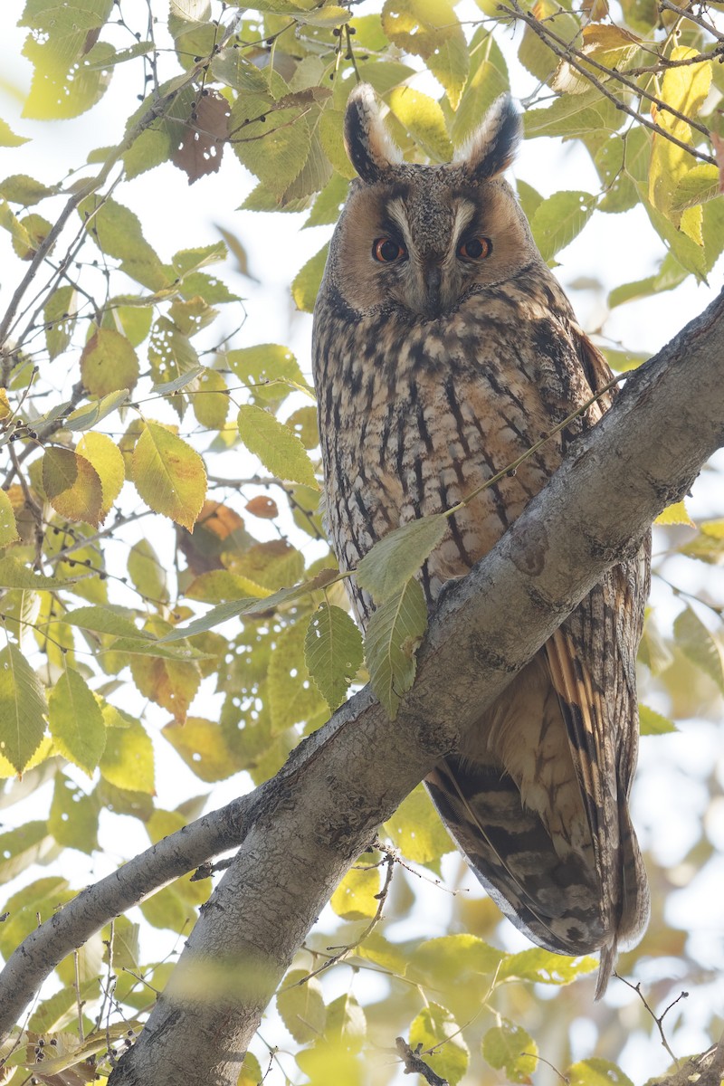 Long-eared Owl - ML186556391