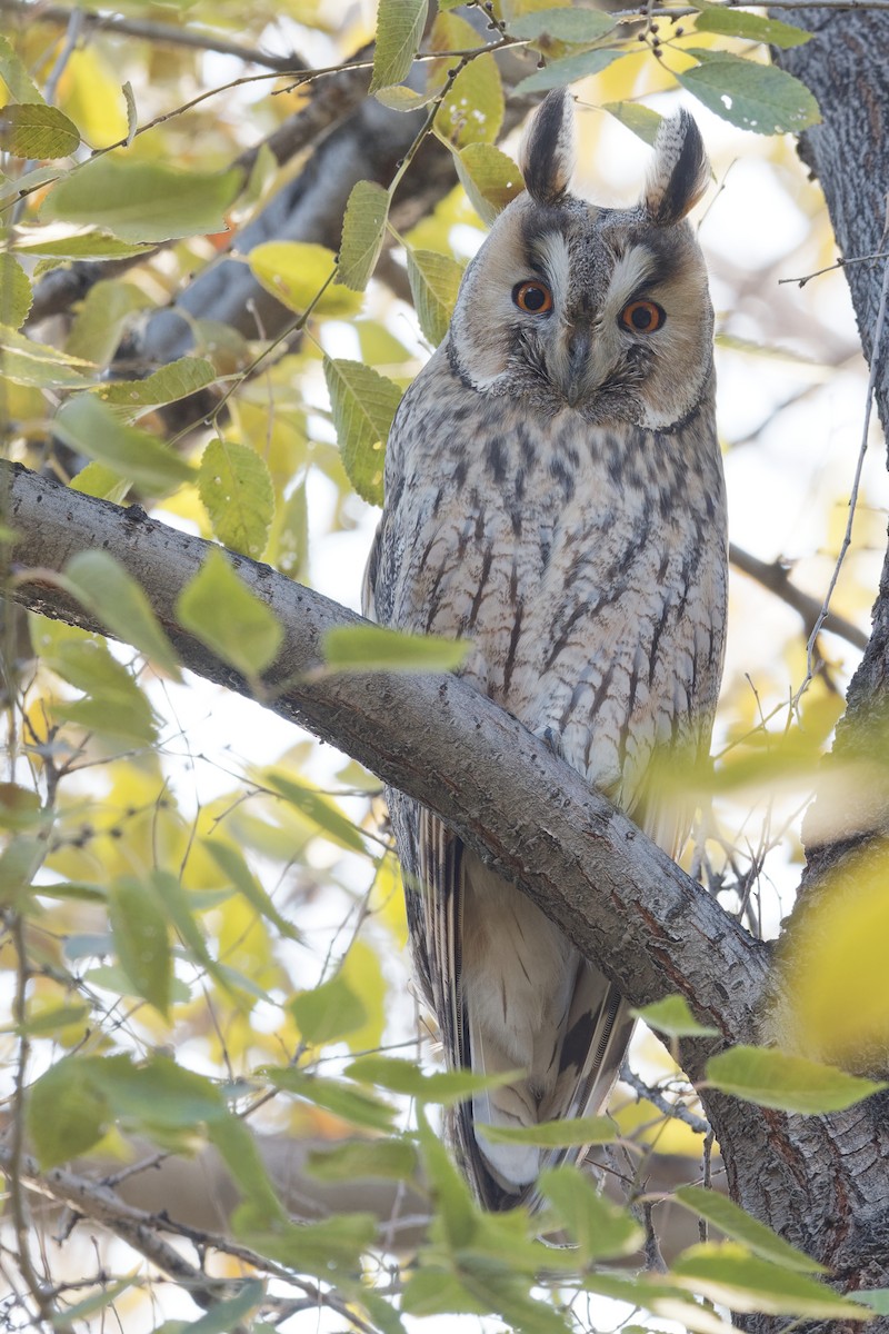 Long-eared Owl - ML186556431
