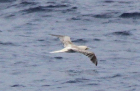 Red-footed Booby - ML186556461