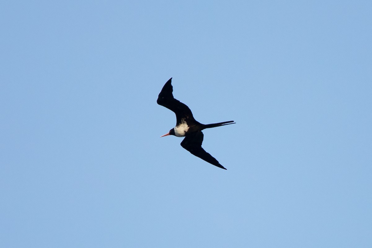 Lesser Frigatebird - Ayuwat Jearwattanakanok