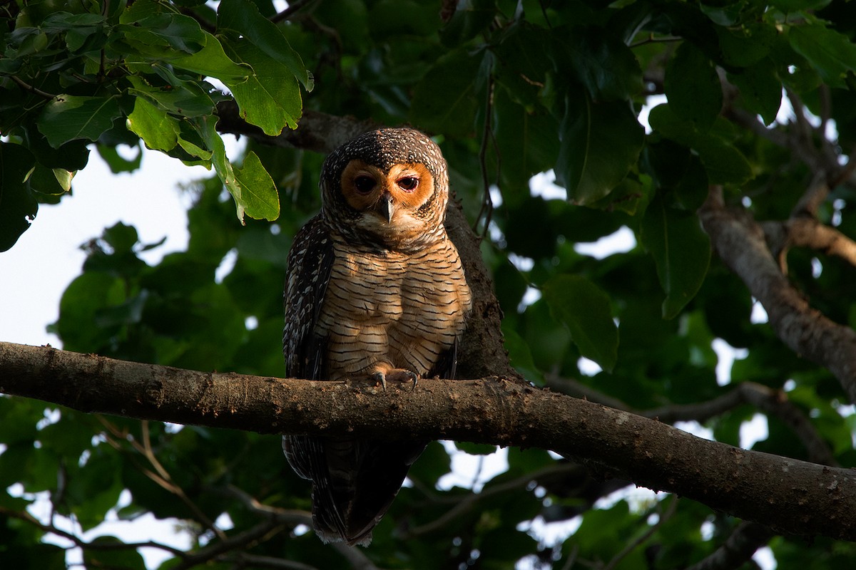 Spotted Wood-Owl - ML186556991