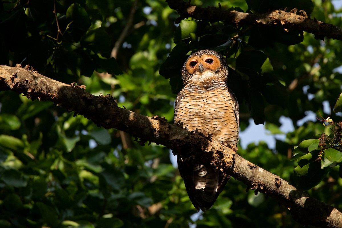 Spotted Wood-Owl - ML186557001