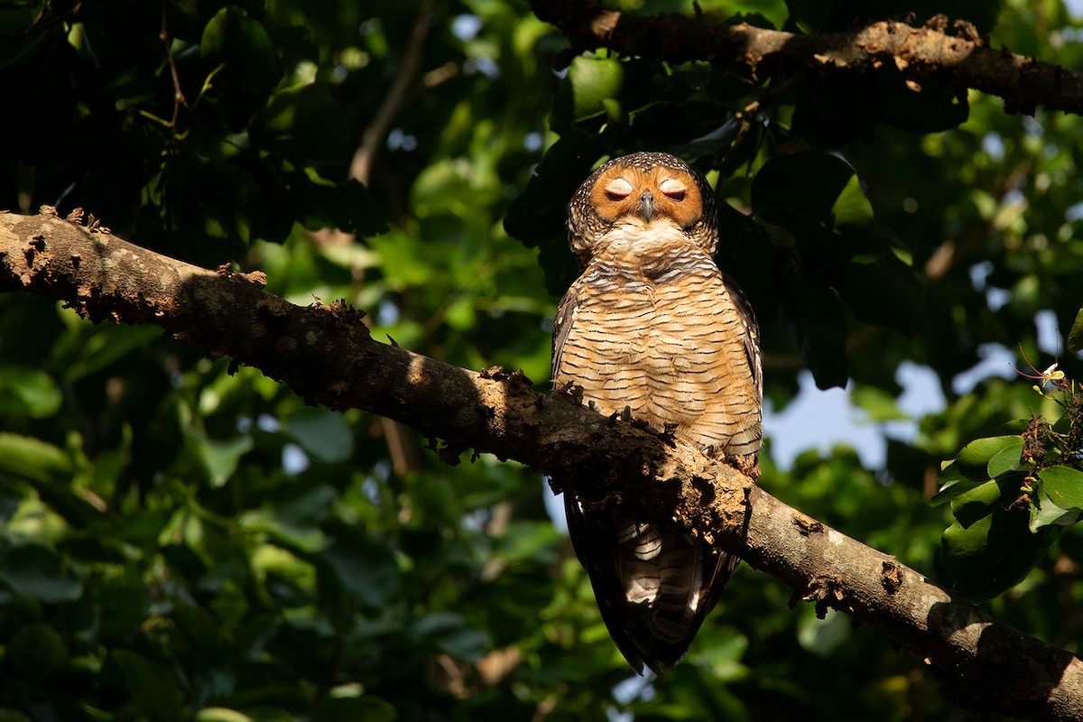 Spotted Wood-Owl - ML186557011
