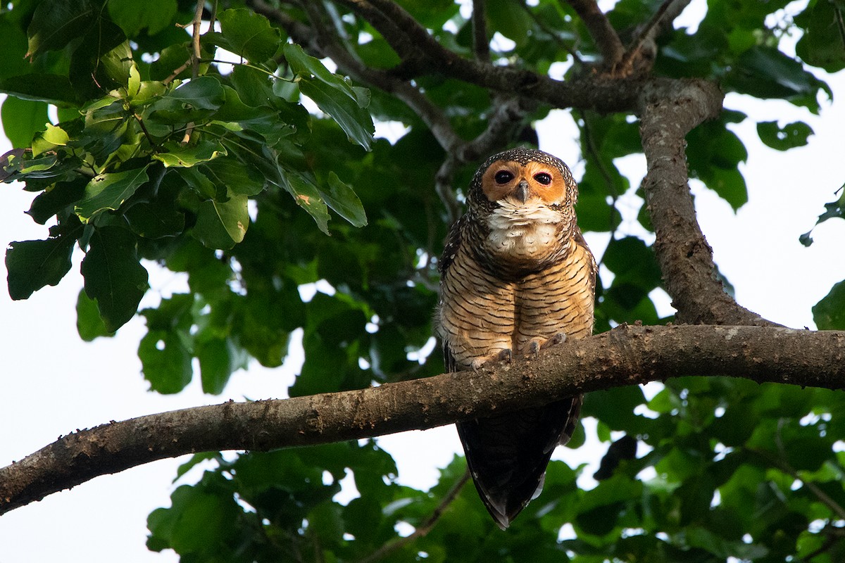 Spotted Wood-Owl - ML186557031