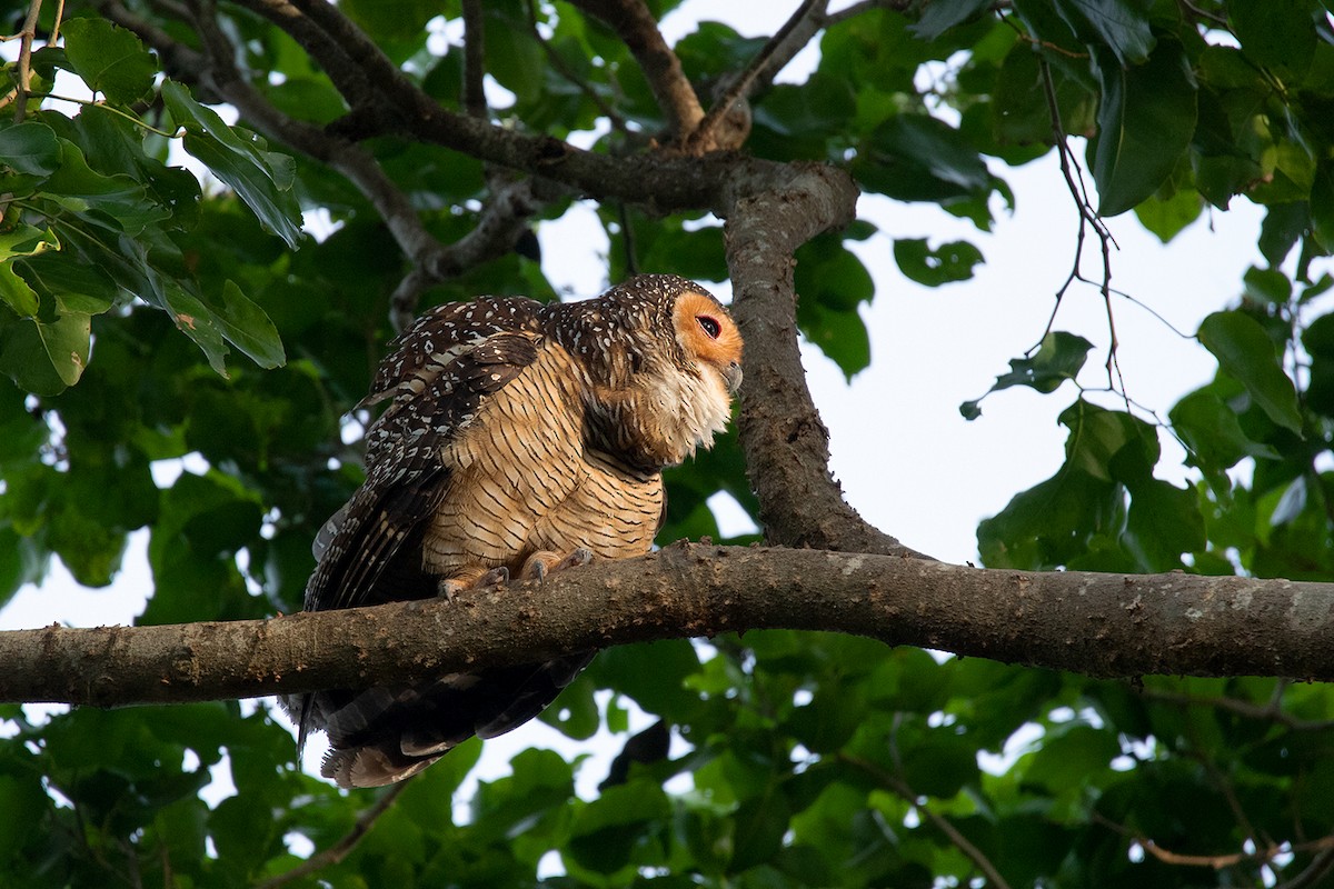 Spotted Wood-Owl - ML186557041