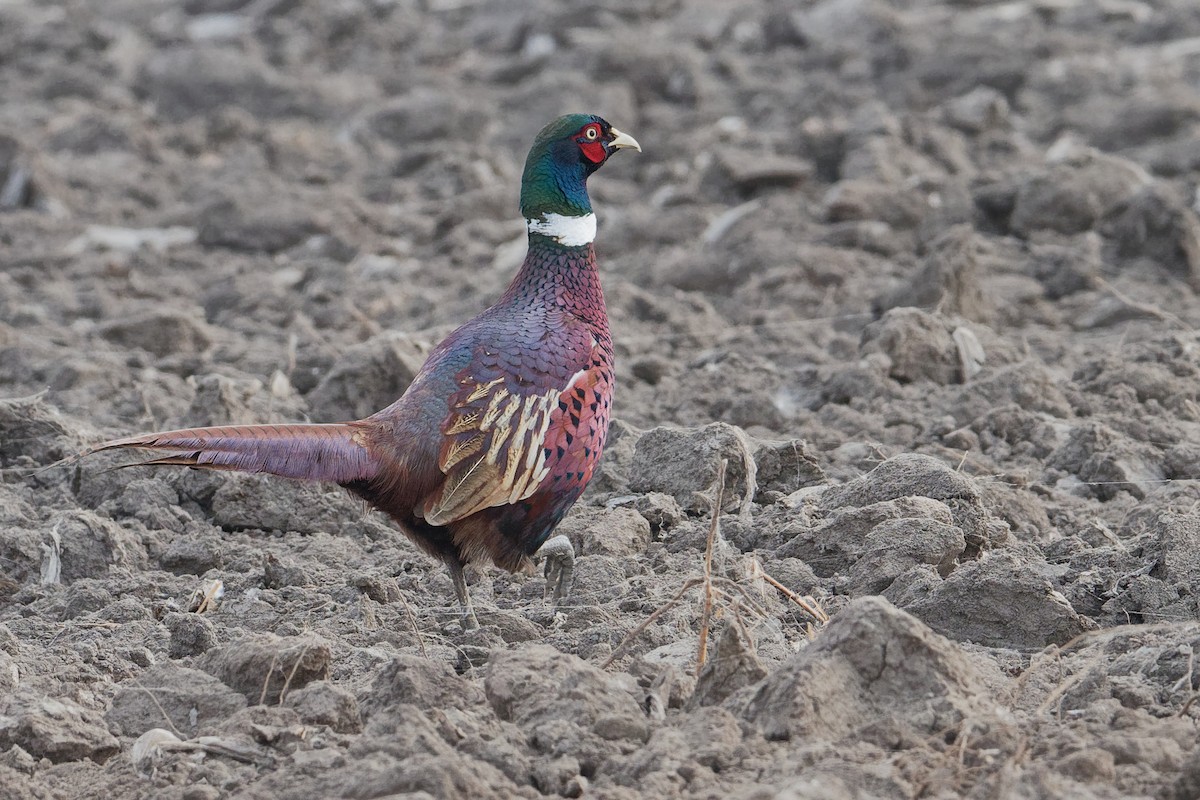 Ring-necked Pheasant - ML186557701