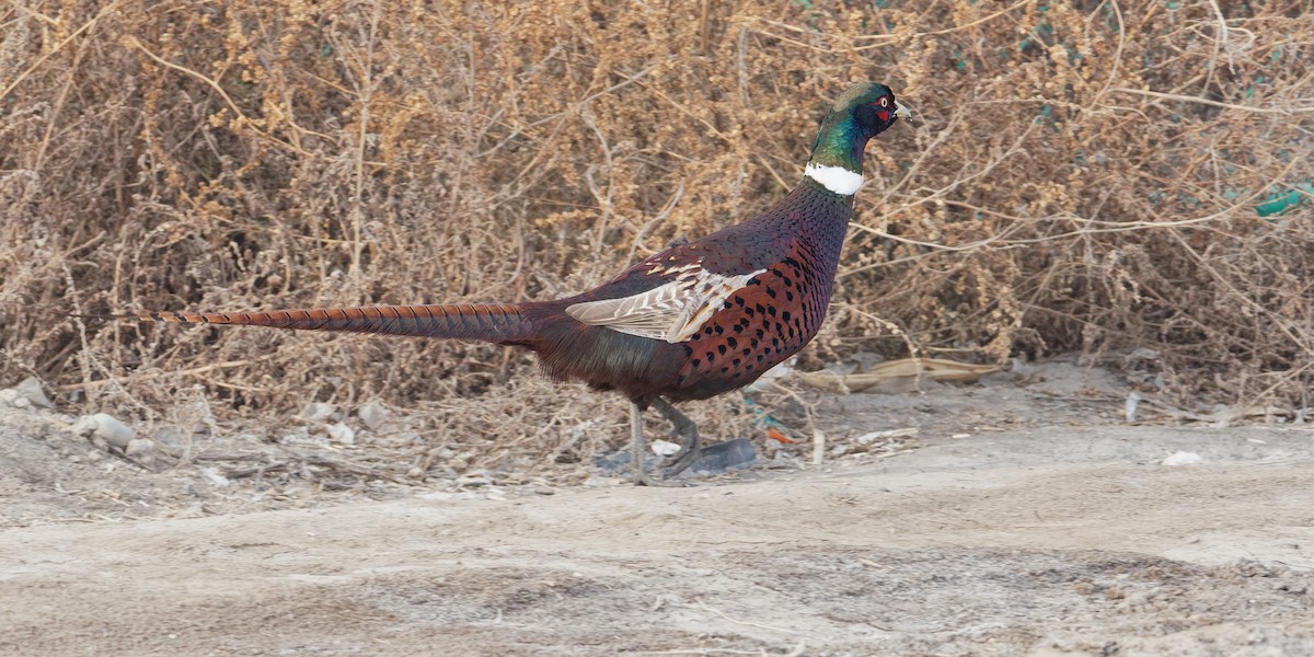 Ring-necked Pheasant - ML186557791