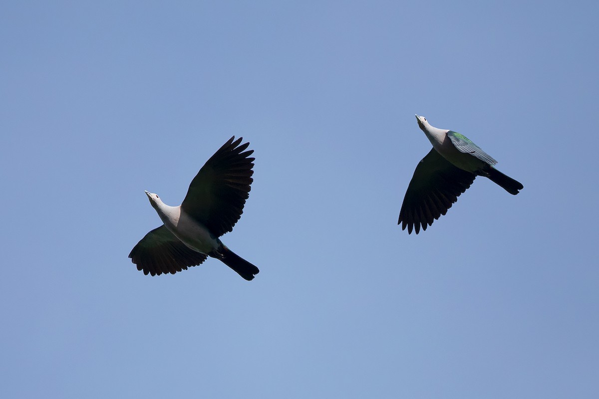 Green Imperial-Pigeon - Ayuwat Jearwattanakanok