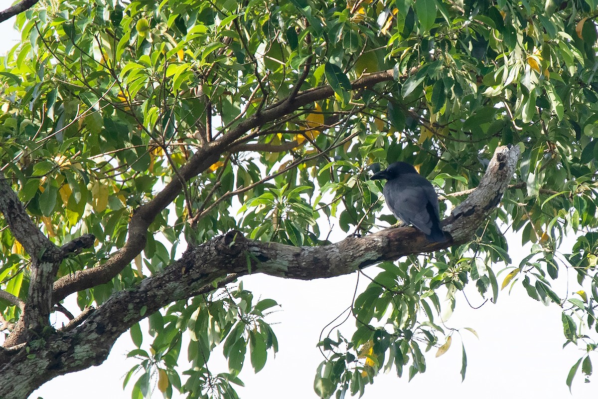 Palawan Crow - Ayuwat Jearwattanakanok