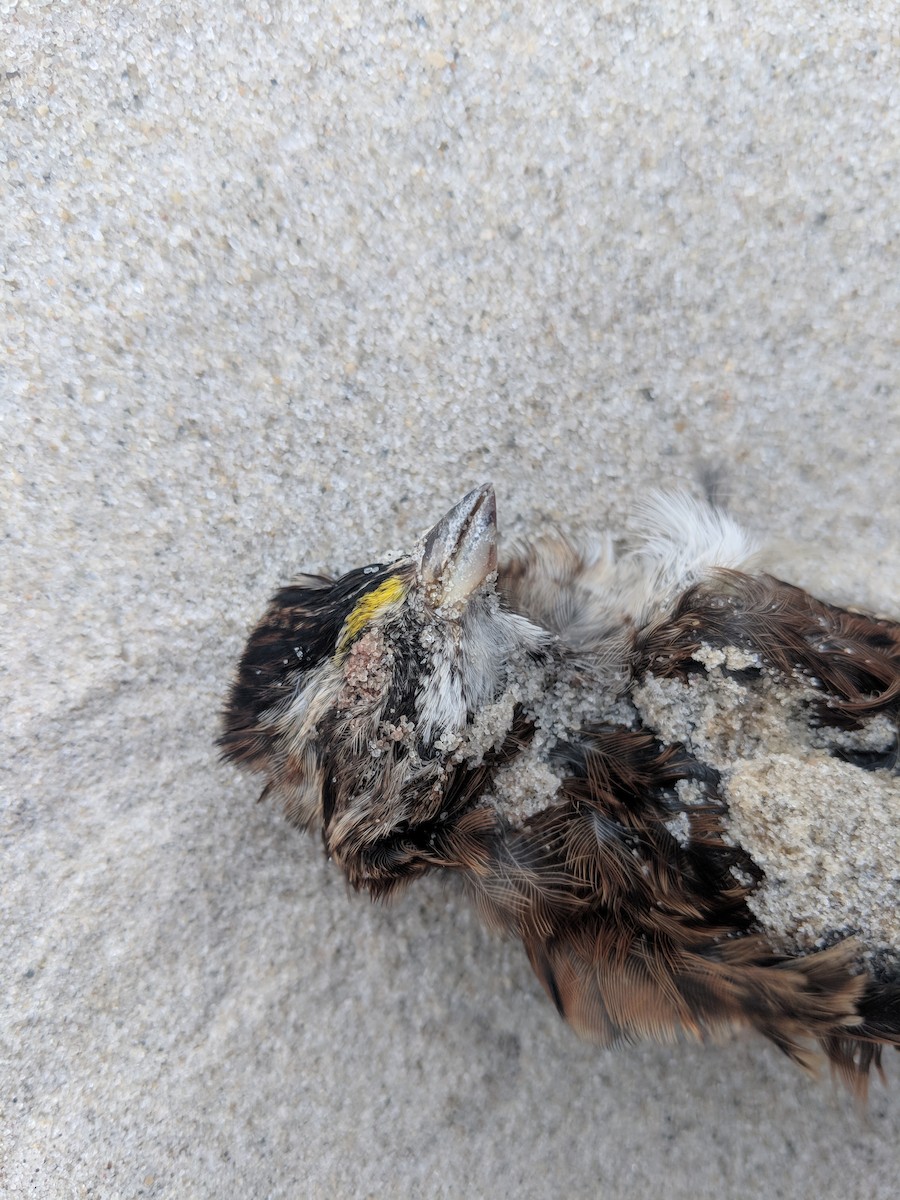White-throated Sparrow - Amber Krauss