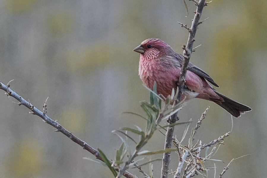 Red-mantled Rosefinch - ML186562461