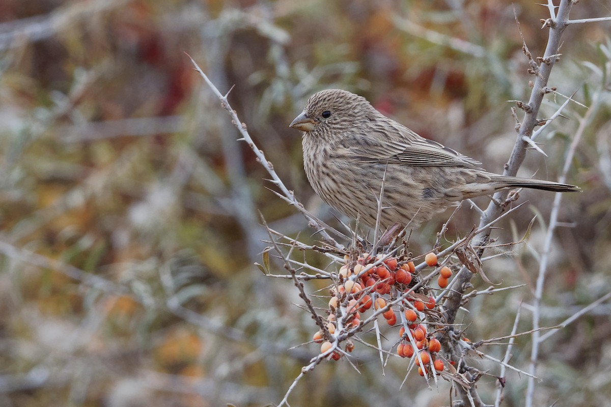 Red-mantled Rosefinch - ML186562541