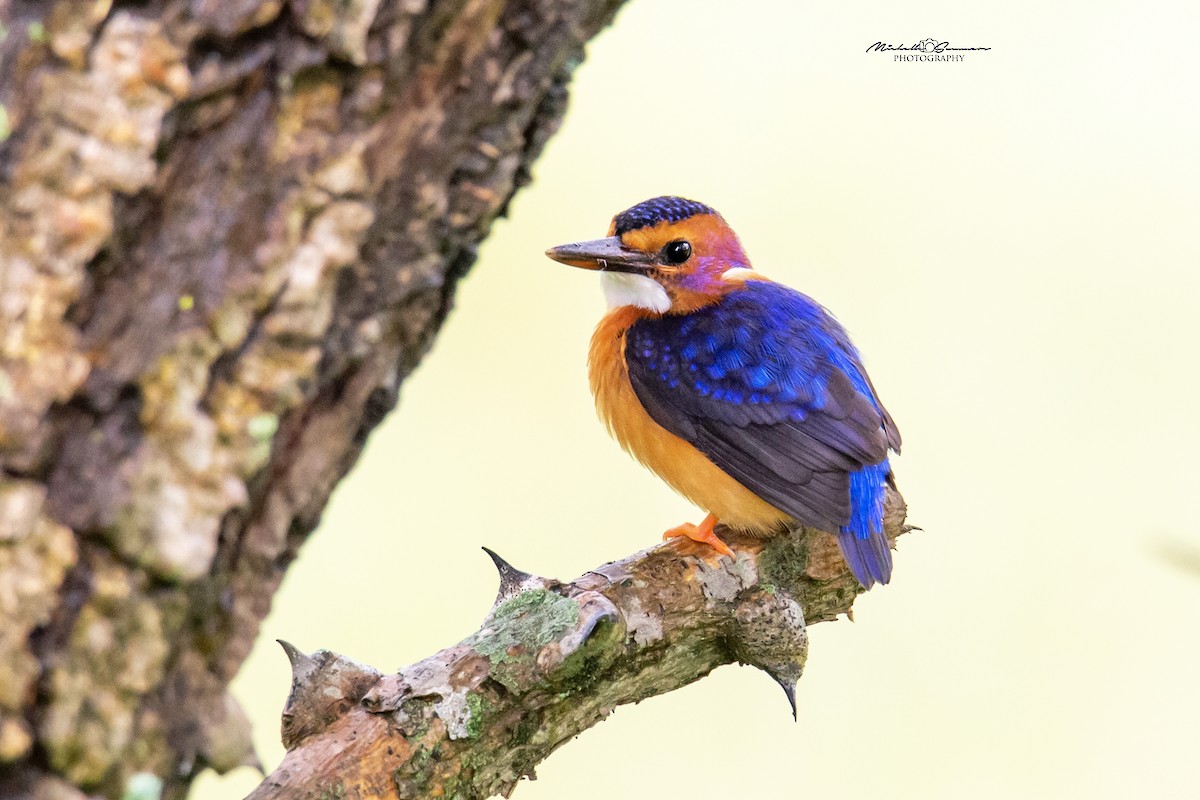 African Pygmy Kingfisher - Michelle Summers