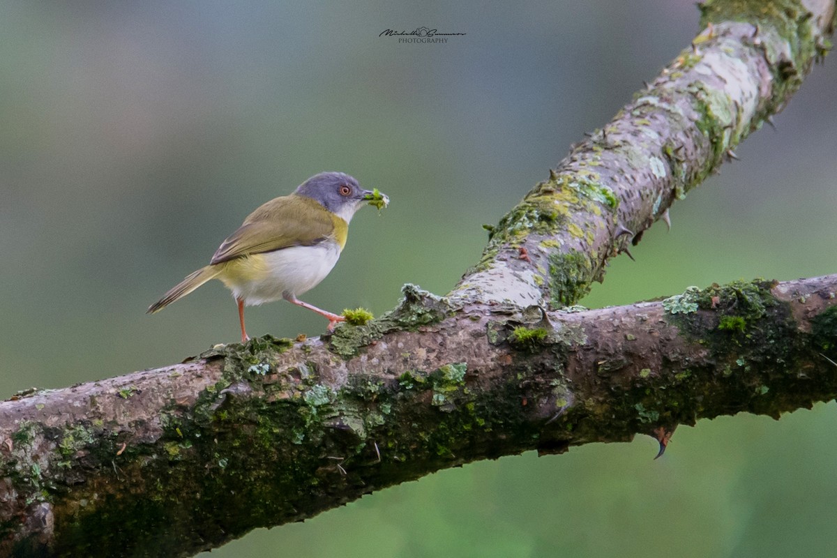 Yellow-breasted Apalis - Michelle Summers