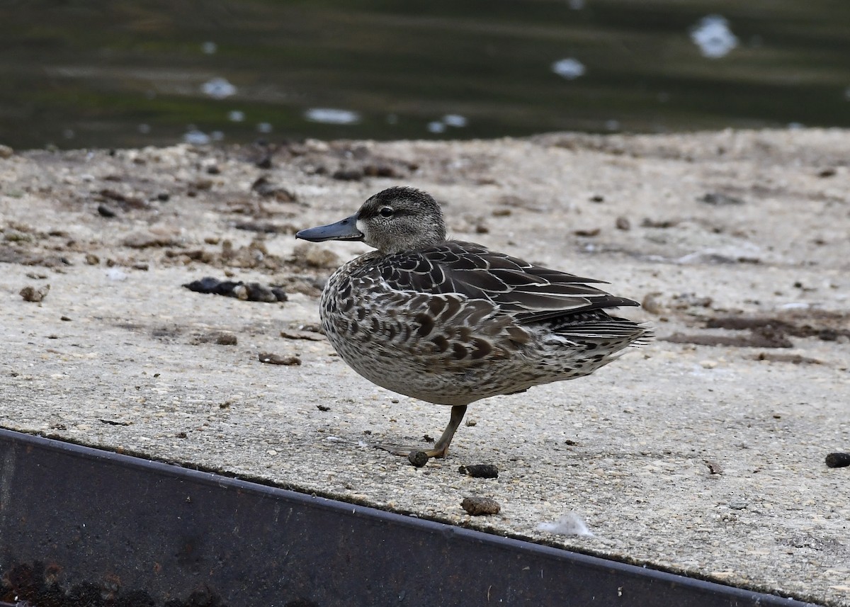 Blue-winged Teal - ML186564291