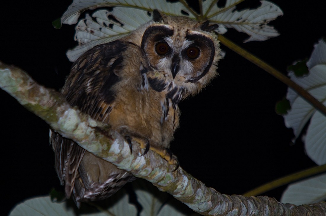 Striped Owl - LUCIANO BERNARDES