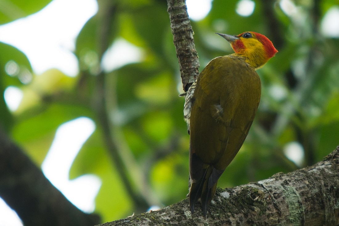 Yellow-throated Woodpecker - ML186569161