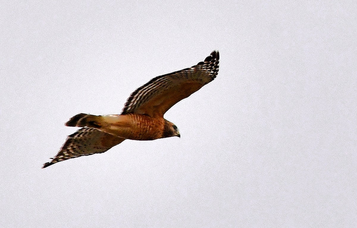 Red-shouldered Hawk - Friends of Exton Park Data