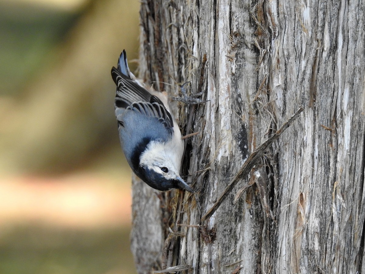 White-breasted Nuthatch - ML186572401