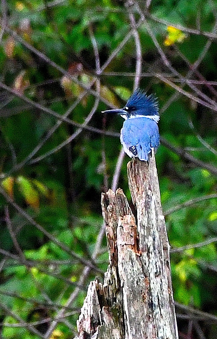 Belted Kingfisher - ML186572411