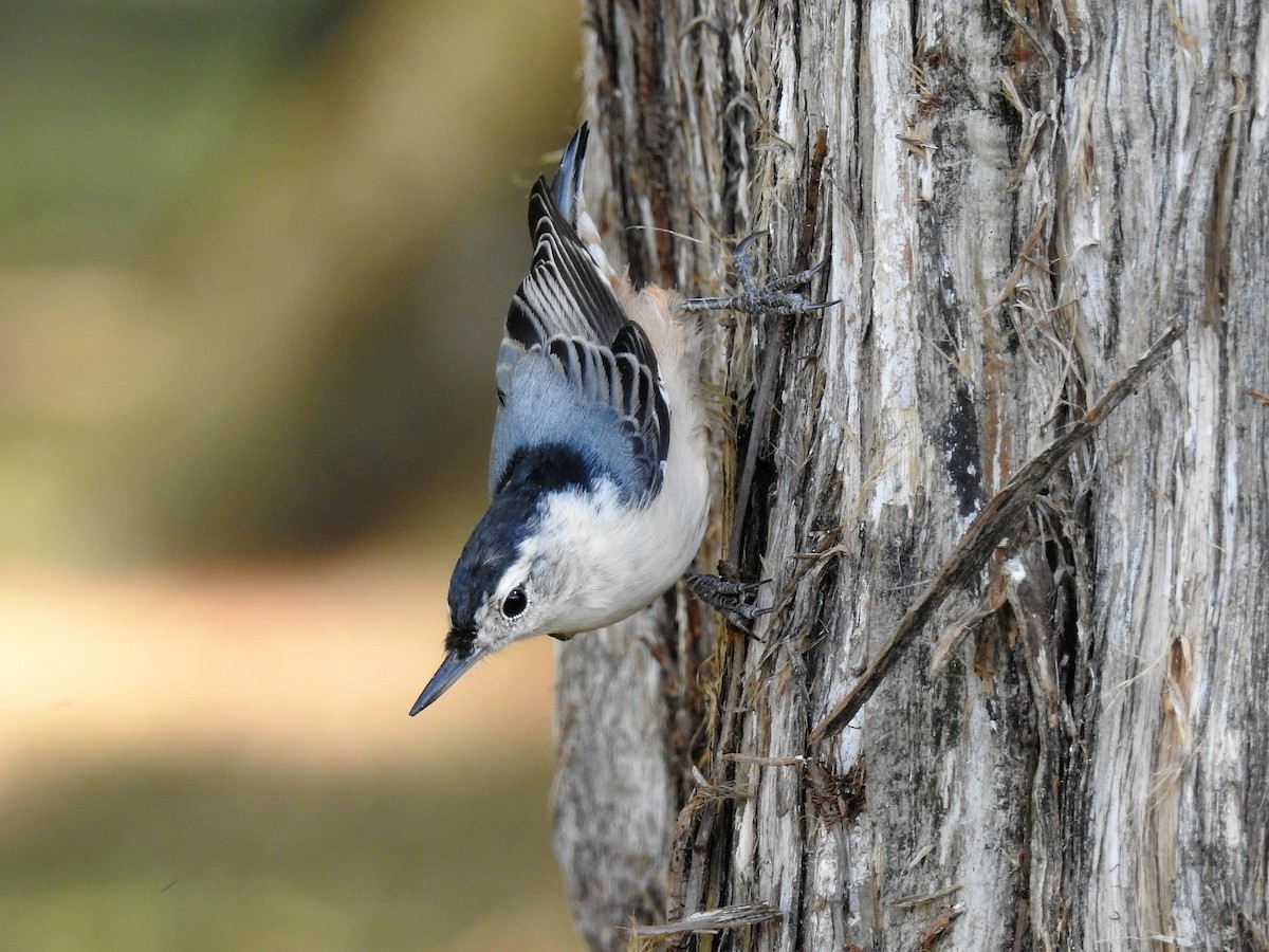White-breasted Nuthatch - ML186572421