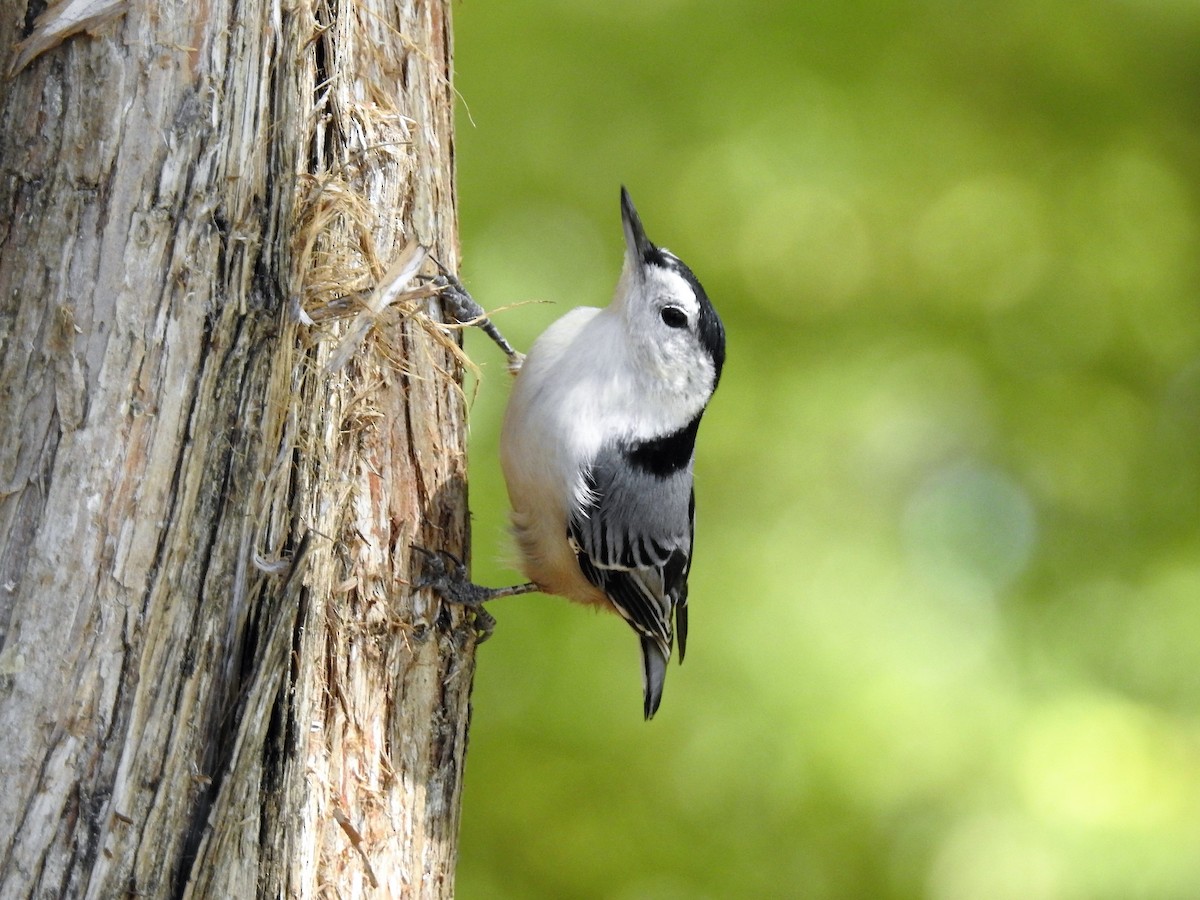 White-breasted Nuthatch - ML186572431