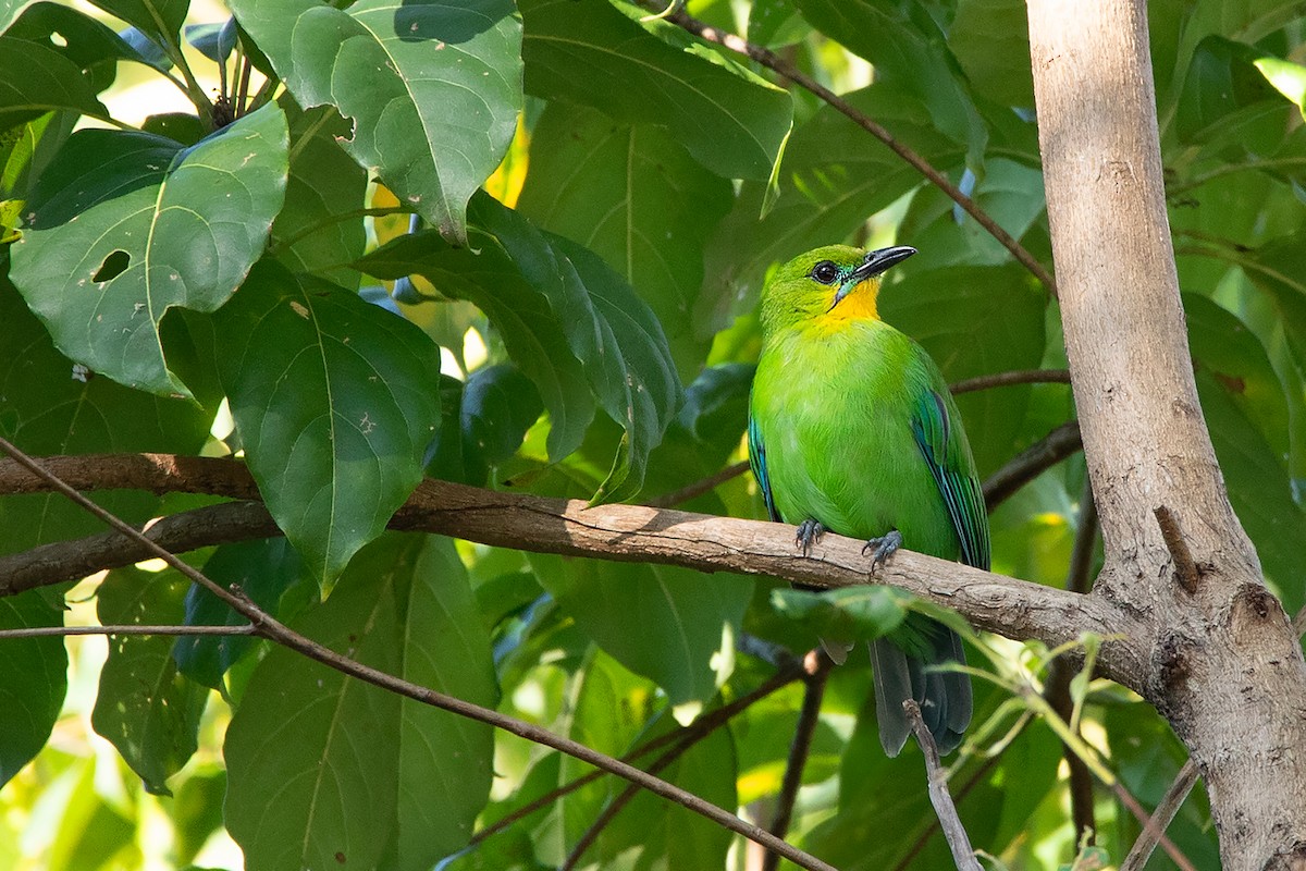 Yellow-throated Leafbird - Ayuwat Jearwattanakanok