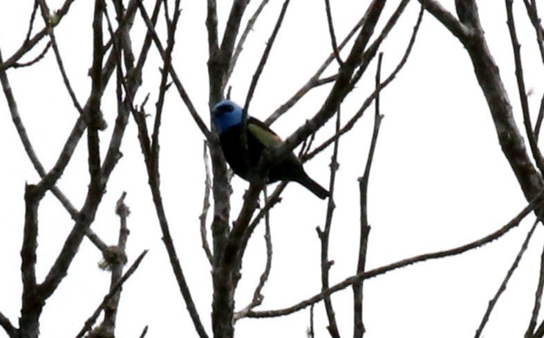 Blue-necked Tanager - ML186573611