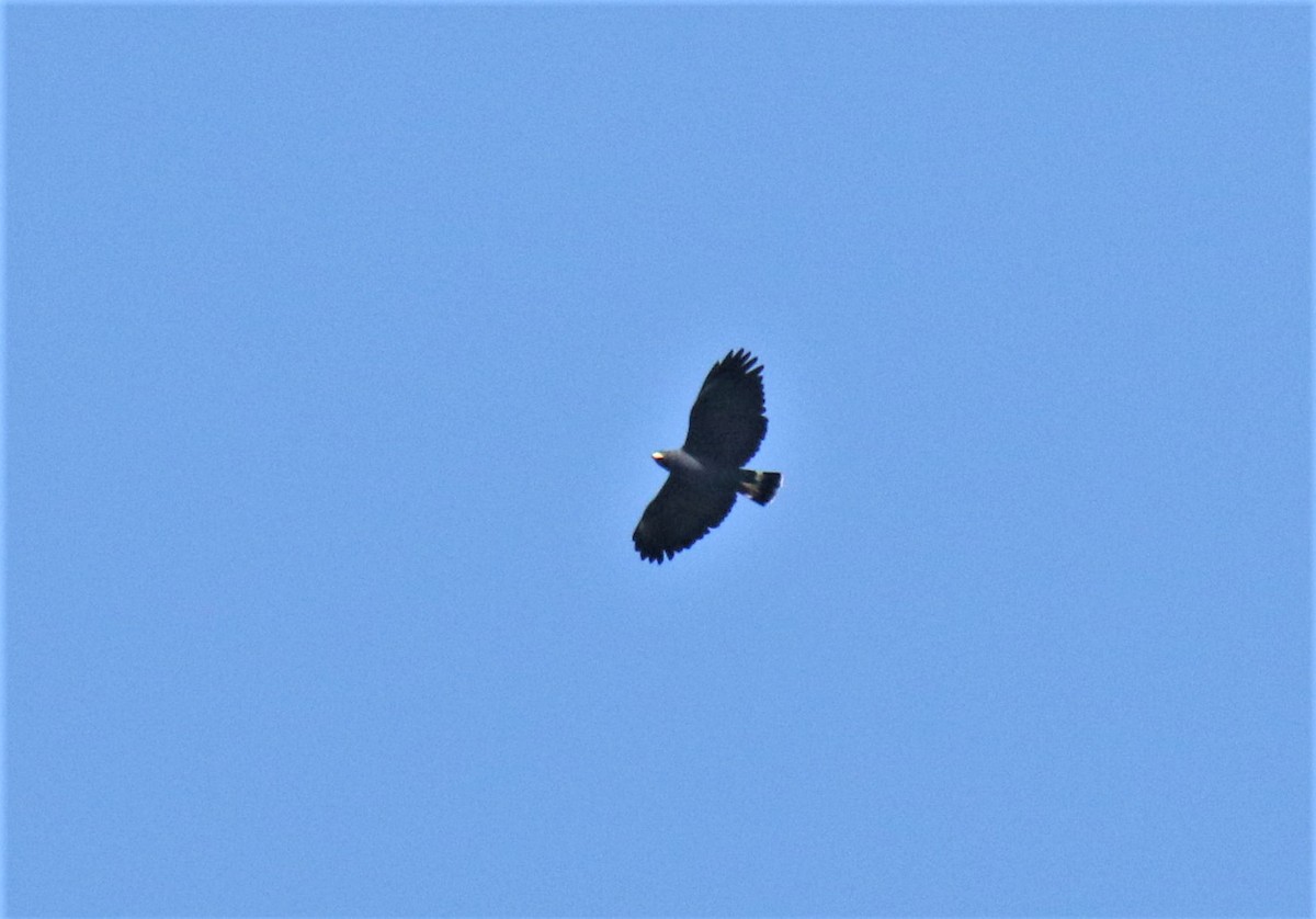 Common Black Hawk - Josue  de León Lux (Birding Guide) josuedeleonlux@gmail.com +502 3068 8988