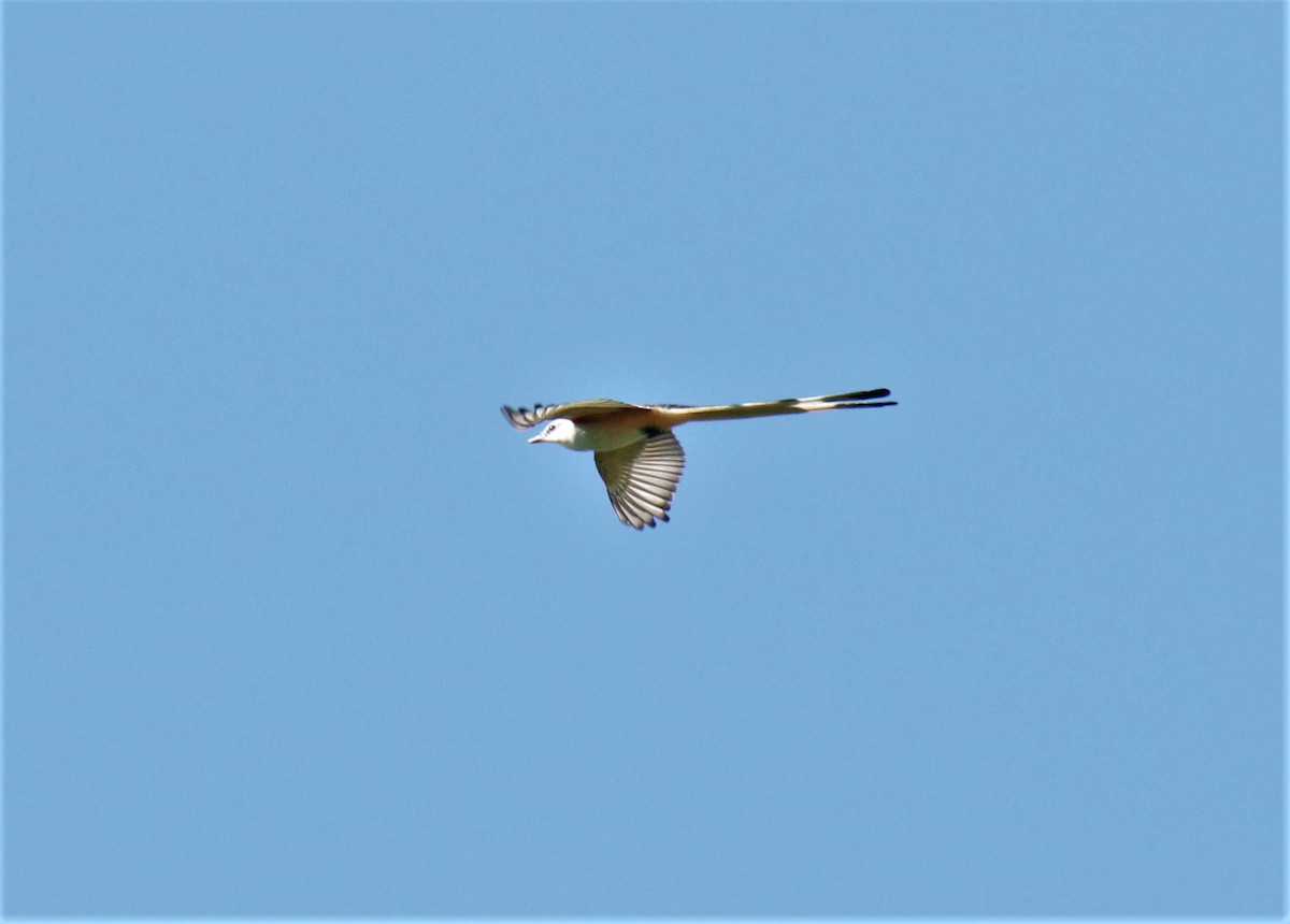 Scissor-tailed Flycatcher - Josue  de León Lux (Birding Guide) josuedeleonlux@gmail.com +502 3068 8988