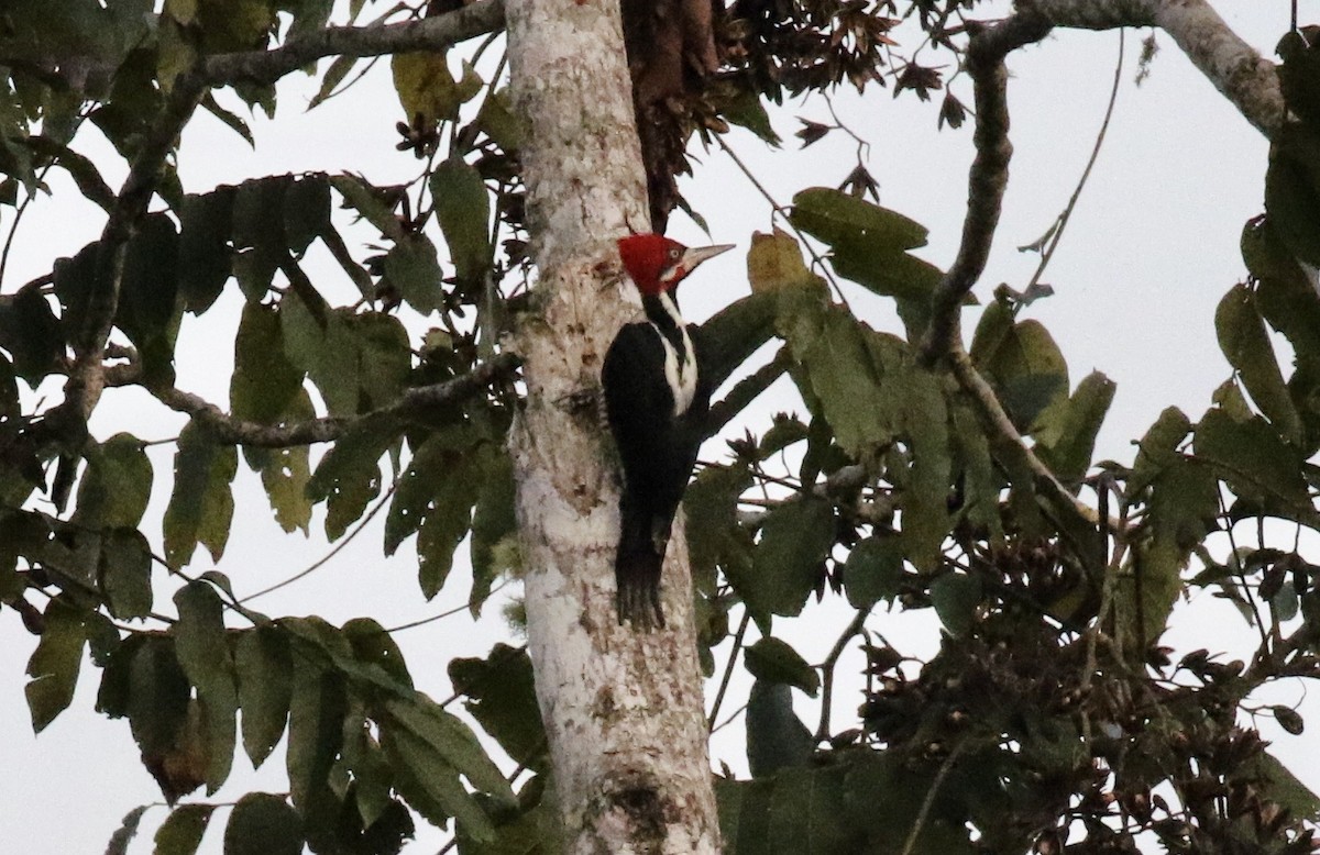 Crimson-crested Woodpecker - John Bruin